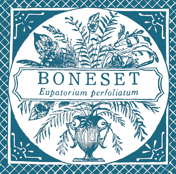 Boneset-Box